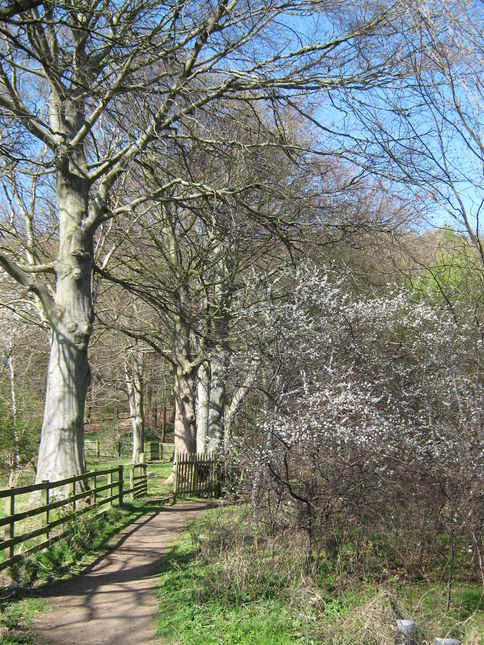 Blackthorn in blossom, near Great High Wood