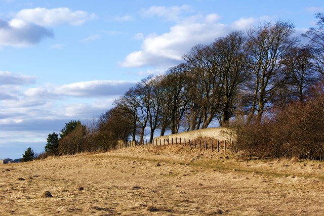 Trees and field alongside Tow Law cemetery
© Copyright Ian Porter and licensed for reuse under this Creative Commons Licence