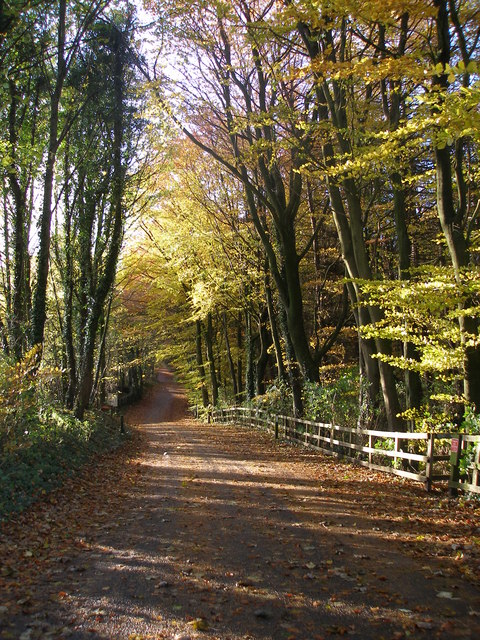 Hardwick Park - access road in autumn
© Copyright Carol Rose and licensed for reuse under this Creative Commons Licence