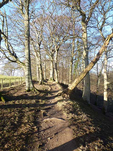 Footpath up the Stanhope Burn
© Copyright Oliver Dixon and licensed for reuse under this Creative Commons Licence