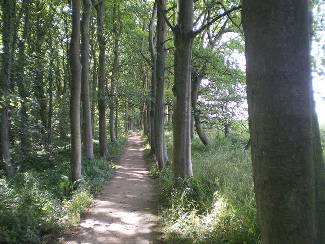 Walking through the woods in Hawthorn Dene