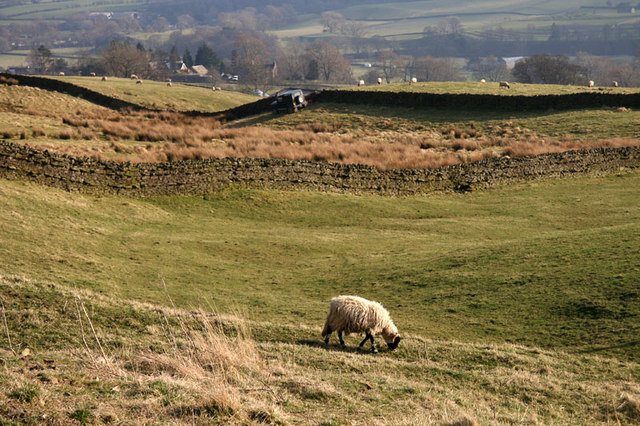 Sheep grazing
© Copyright Helen Wilkinson and licensed for reuse under this Creative Commons Licence