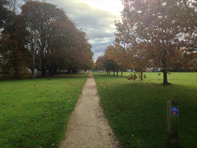 The Avenue of Beech Trees