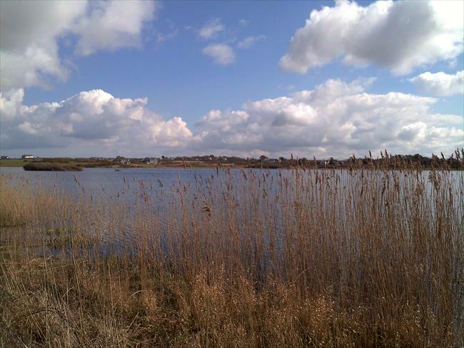 A view of Llyn Maelog from the boardwalk.