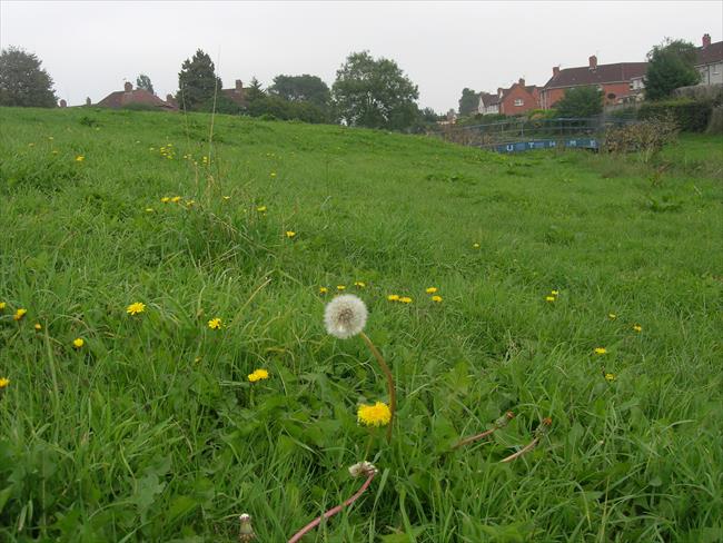 Trymside Open Space