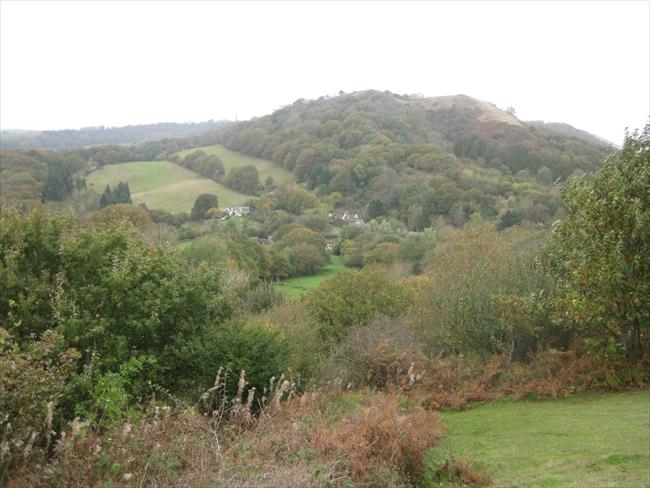 Whiteleaved Oak hamlet from Chase End Hill