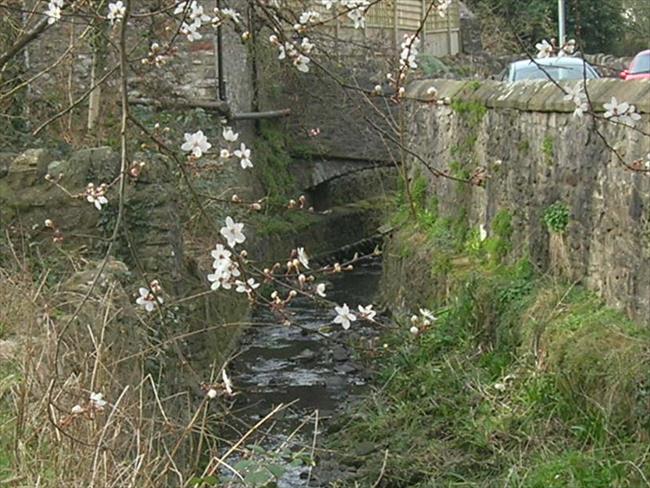 Springtime in Westbury-on-Trym