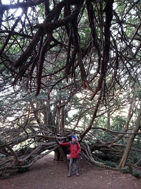 The author beneath the Ormiston Yew