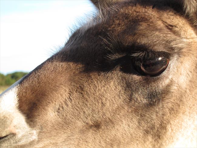 Llama's eye