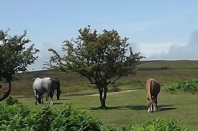 Quantock Ponies