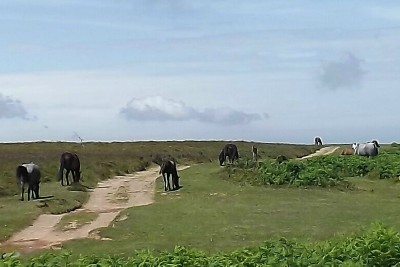 Quantock Ponies