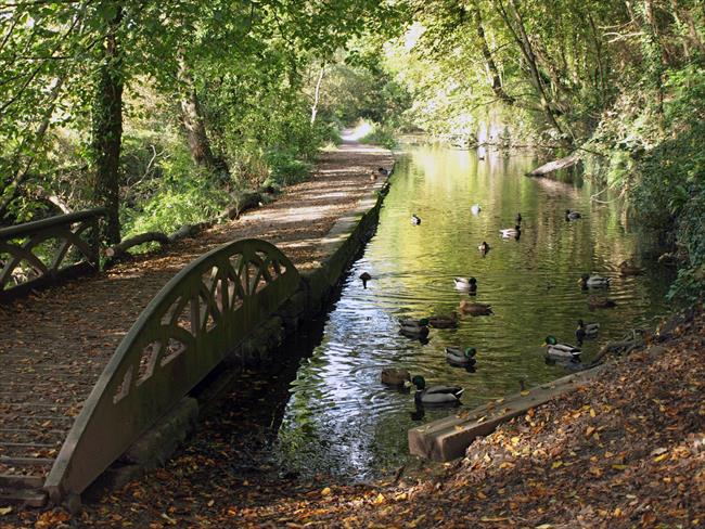 Mallards on the Glamorgan canal