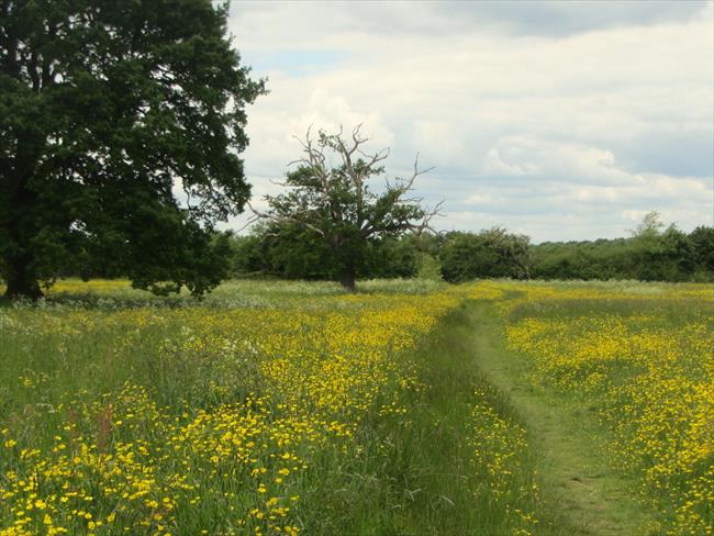 Countryside around Woodwalton, Huntingdonshire