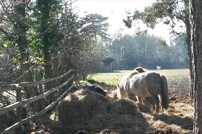 Ponies at Pegmire Lane