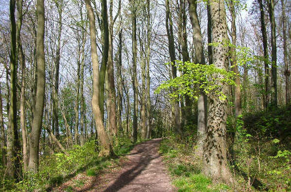 Path through woods behind St Fagans