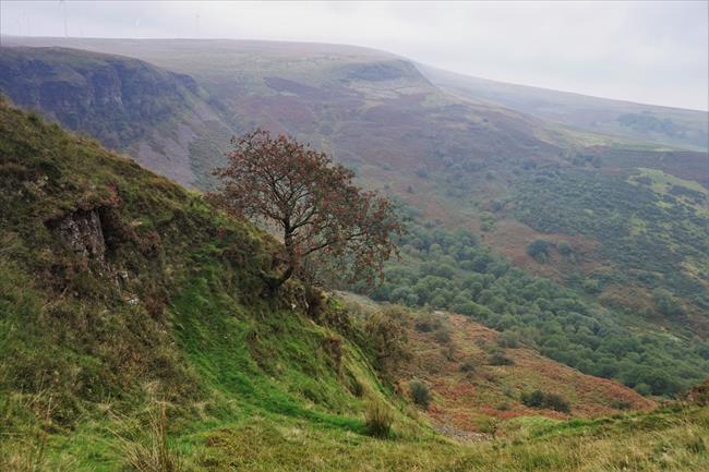 Dare Valley rowan tree