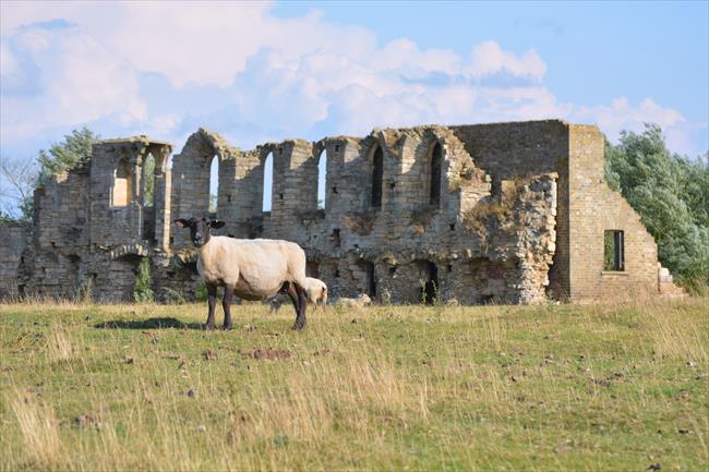 Blackface sheep grazing beside the remains of Tupholme Abbey