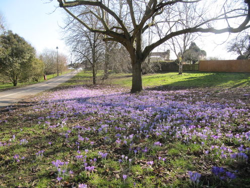 Lawn Wood in the spring