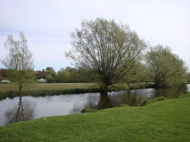 A mature willow pollard on the River Stour