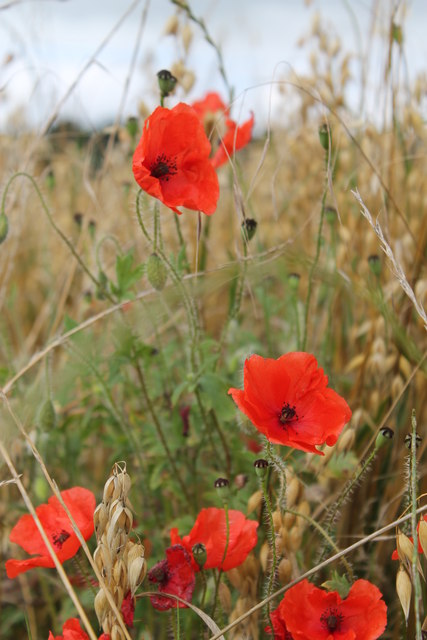 Poppies near Wortley