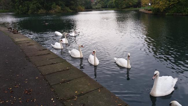 Swans on the Loch