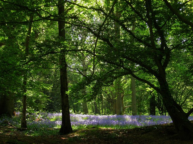 Bluebells, Roseland Wood
Viewed from the footpath that links Wivelsden Farm to Strood Farm.