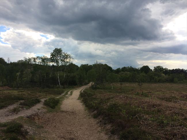 The heath at Shatterford Bottom