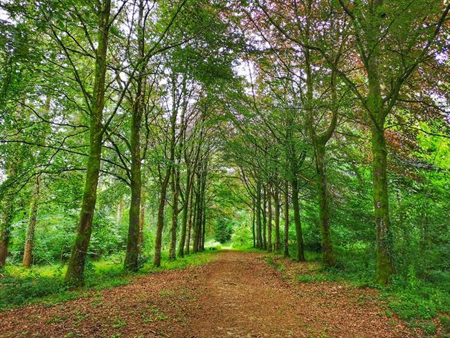 Avenue of Copper Beeches, Flashdown Plantation, Eggesford, Devon