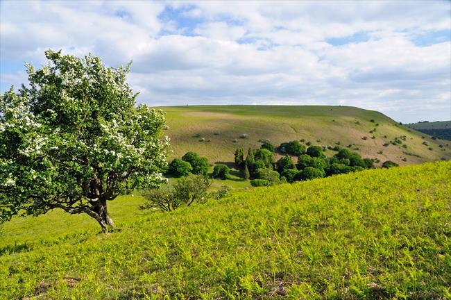 View to Bradnor Hill from Herrock Hll