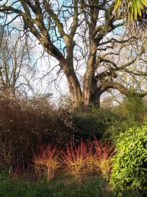 The Flower Walk in Winter