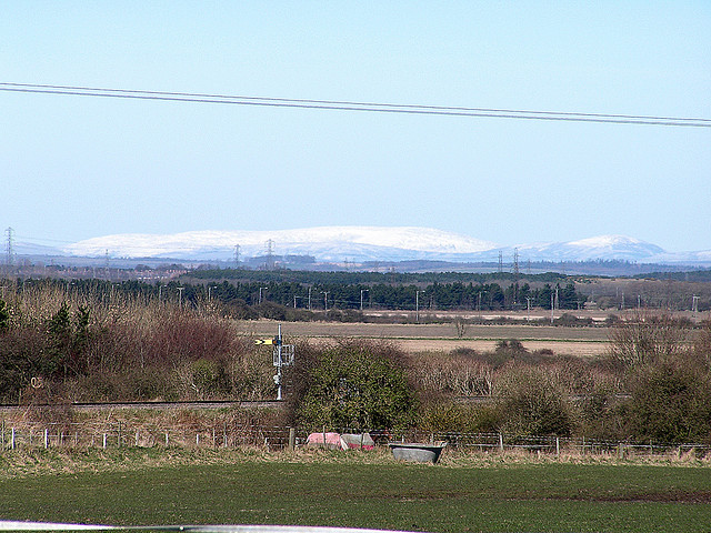 Cheviots