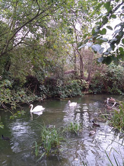 Ducks on the New River