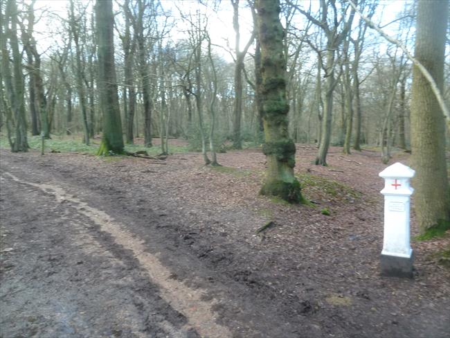 Coal Post in Wormley Wood