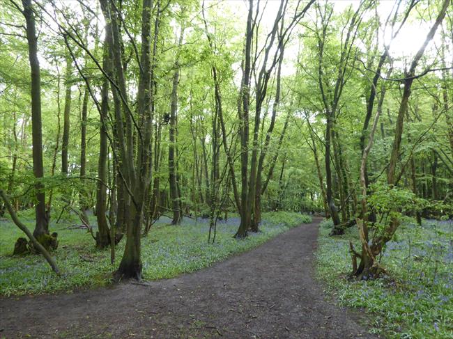 Birchanger Wood in the spring