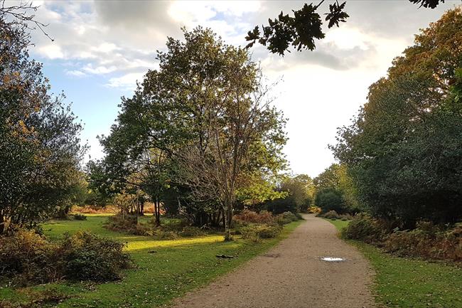 Entering Fritham Plain