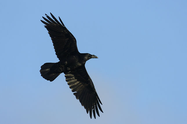 An Ouzel Raven