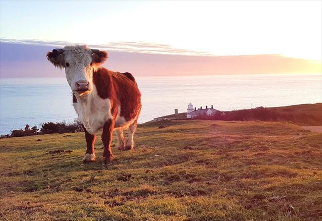 Cow near the lighthouse