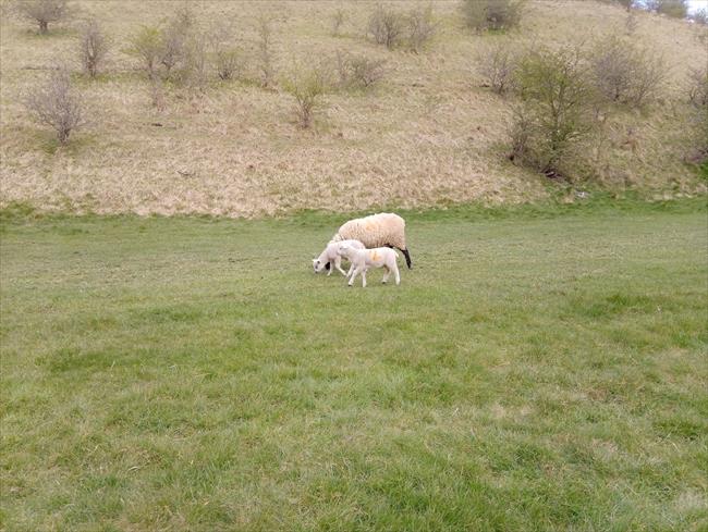 Lambs in Great Dug Dale
(I can't promise lambs at all times of year!)