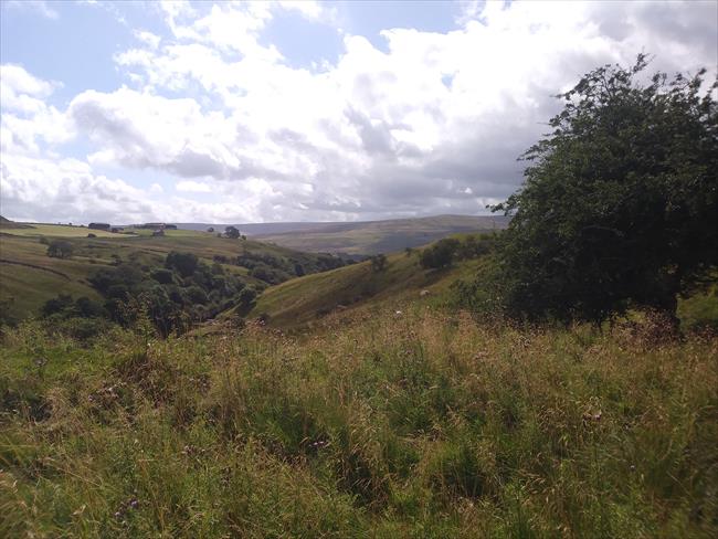 Weardale view