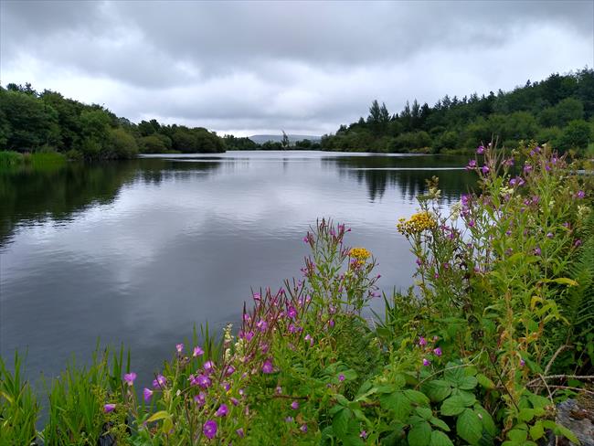 Bryn Bach Lake