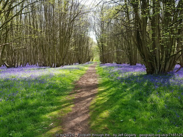 Footpath through the Bluebells, Shrawley Woods