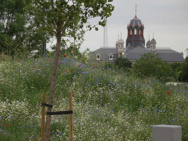 Wildflower meadow, Three Mills Green with Abbey Mills Pumping Station in the background