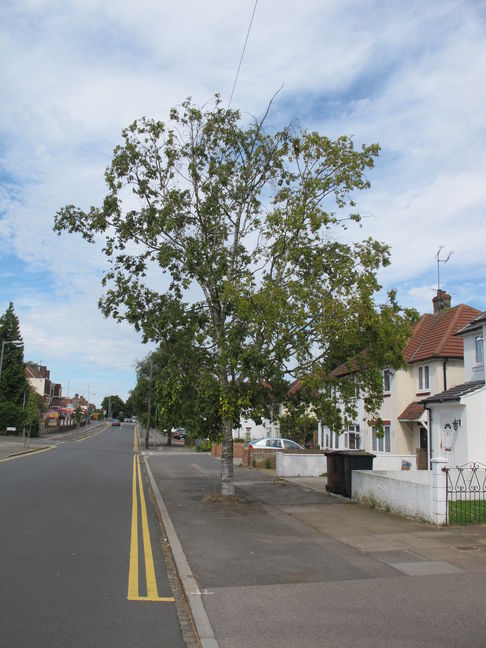 Silver Birch Tree in Leicester Road