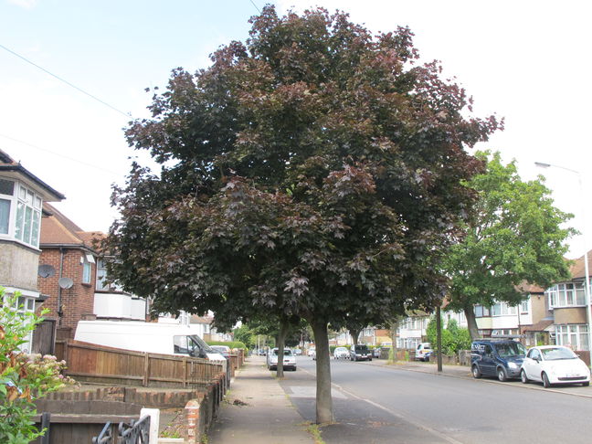 Red Sycamore tree in Humberstone Road