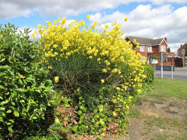 Flowers on the round-about where Oakley Road meets Humberstone Road