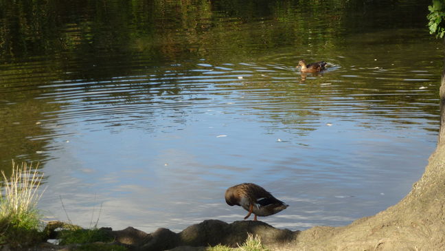 Duck on pond between waypoints [4] and [5]