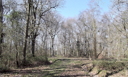 The footpath through Hoplands Wood, Claxby St Andrew.