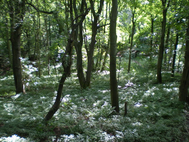 Hawthorn Dene Nature Reserve 3