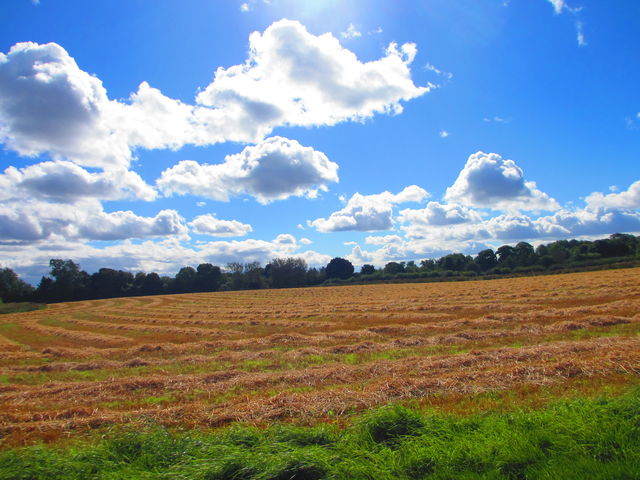 Through the fields of Sedgefield