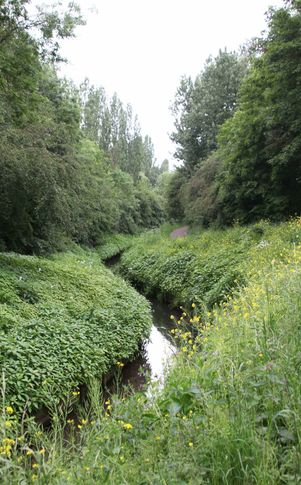 Chorlton Brook